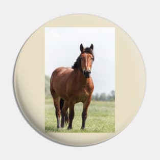 Sorrel horse on pasture Pin