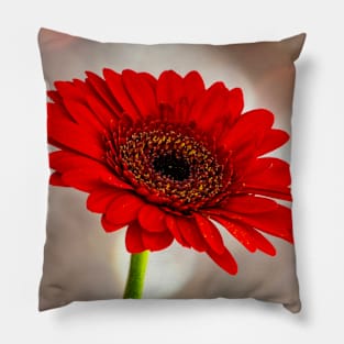 Single Red Gerbera Pillow