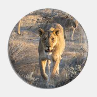 Namibia. Etosha National Park. Lioness. Pin