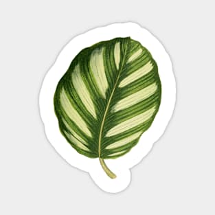 Calathea fasciata - Rothschild Magnet