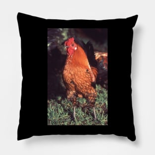 Who you calling a chicken ? Pillow