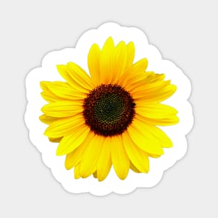 Sunflower Magnet