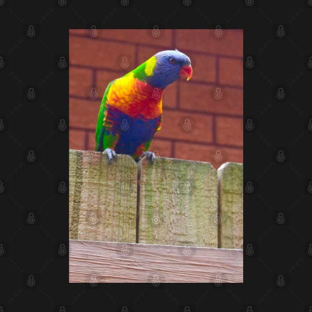 The Rainbow Lorikeet! by Mickangelhere1