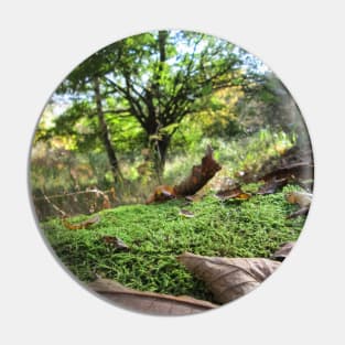 Fallen Tree Covered in Autumn Moss and Leaves Pin