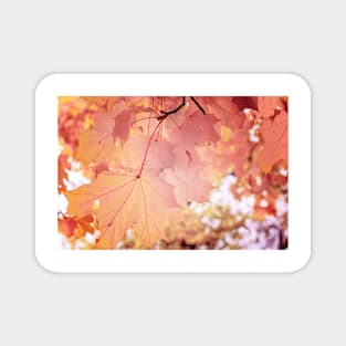 Mild orange red maple leaves Magnet