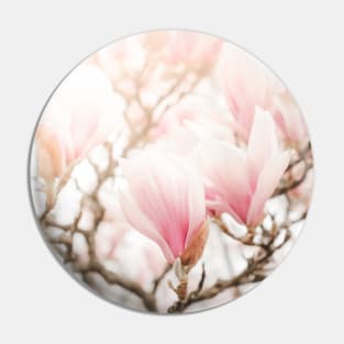 Blooming Magnolia flowers Pin