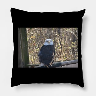 Bald Eagle Pillow