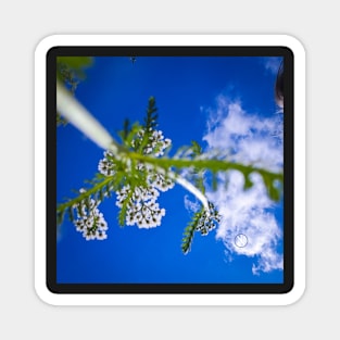 View of the sky from a plant's point of view Magnet