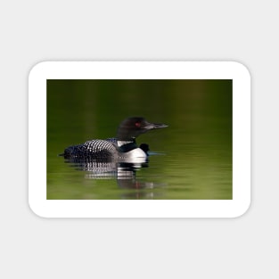 By her side - Common loon and chick Magnet