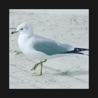 Standing seagull T-Shirt