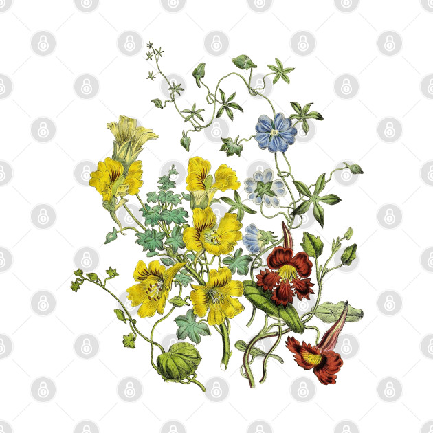 Wildflowers Botanical Illustration by Biophilia