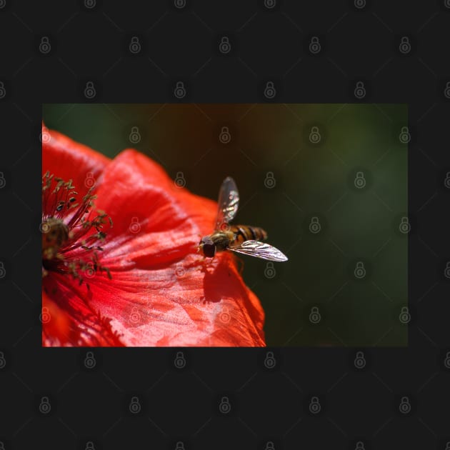 Hoverfly on the Poppy by declancarr