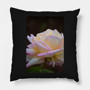 Rose 323 Pillow