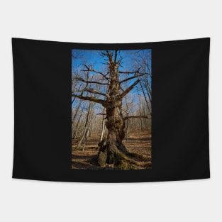 Huge oak tree Tapestry