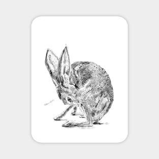 Rabbit Magnet