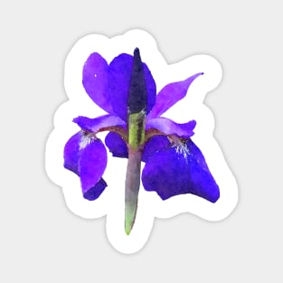 Purple Iris Flower Blue Magnet