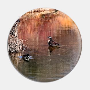 Canada geese on the pond. Pin