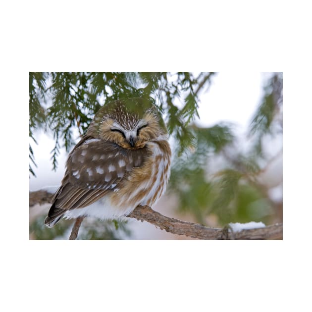 Sleeping Northern Saw Whet Owl - Ottawa, Ontario by jaydee1400