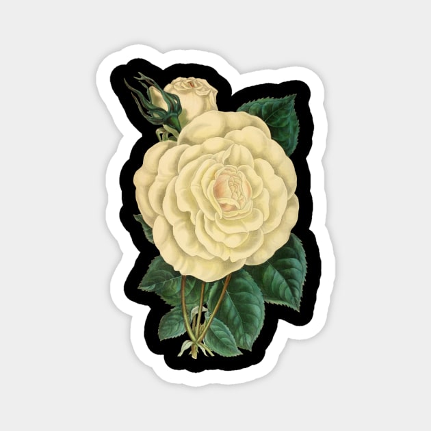 Vintage Rose Magnet by MiljanaVuckovic