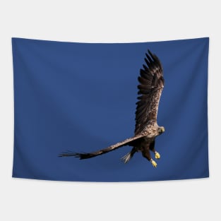 White tailed Eagle Tapestry