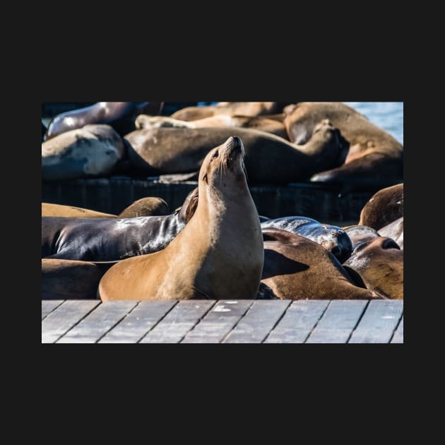 Brown and Tan Sea Lion by KensLensDesigns