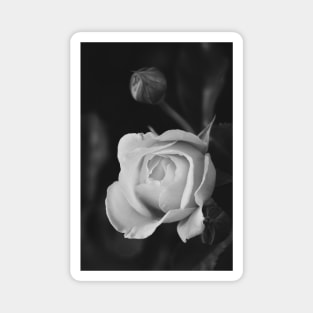 Black and White Alberta Roses -botanical flower art Magnet