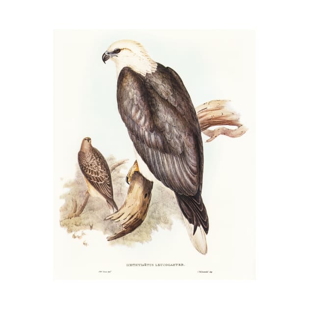 White-bellied Sea Eagle by WAITE-SMITH VINTAGE ART