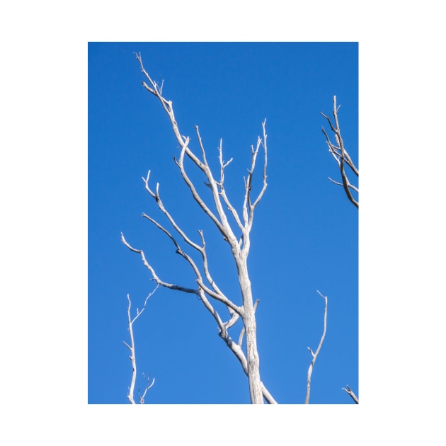 White tree limbs. by sma1050