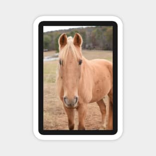 palomino horse in pasture Magnet