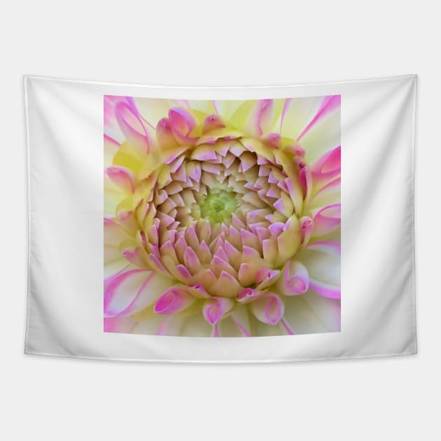 Macro Bright Pink, Yellow And White Dahlia Bloom Tapestry by KirtTisdale