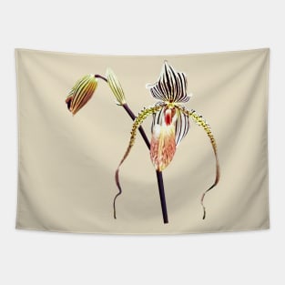 Orchid - Paph Taiwan Tapestry