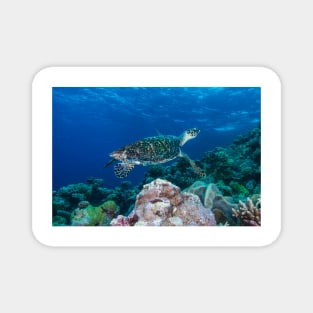 Hawksbill Sea Turtle on the Great Barrier Reef Magnet