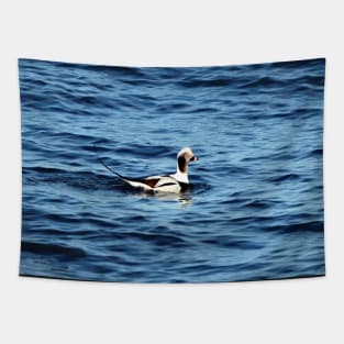 A Long-tailed Duck Swimming Tapestry