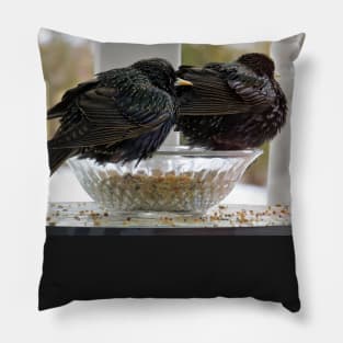 European Starling No.4 Pillow