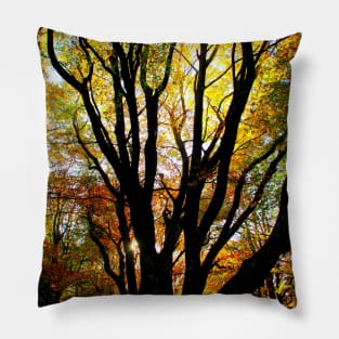 Incredible beech tree with multiple trunks and autumn leaves sunlit from behind in Canfaito forest Pillow