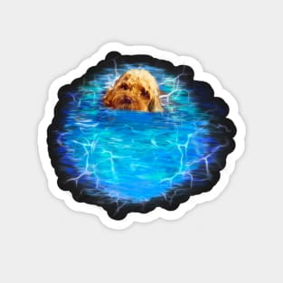 Cavapoo swimming puppy dog   - cavalier king charles spaniel poodle, puppy love Magnet