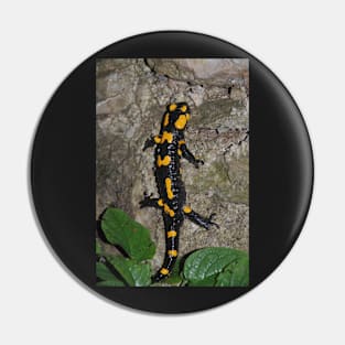 Fire Salamander on Rock Pin