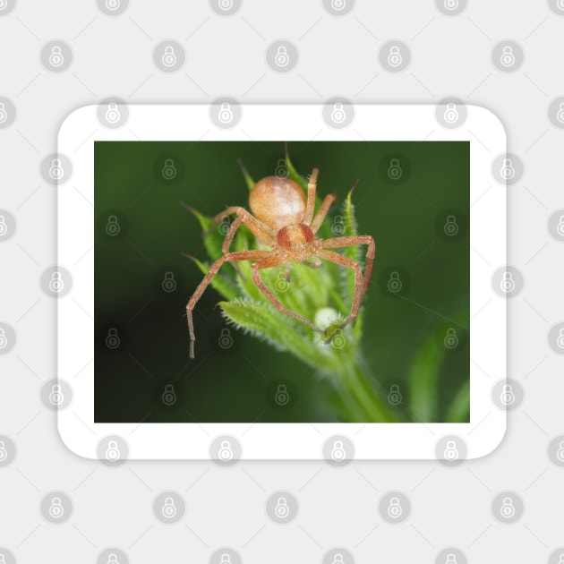 Spider identified as Philodromus sp. - running crab spider Magnet by SDym Photography