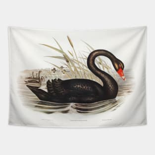 Black Swan (Cygnus atratus) Tapestry