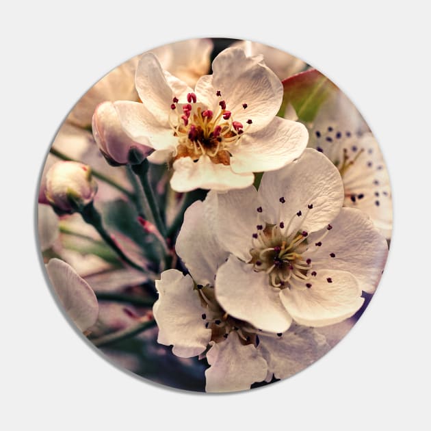 Blossoms at Dusk Pin by micklyn