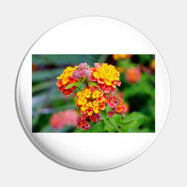 Lantana Clusters Pin by Cynthia48