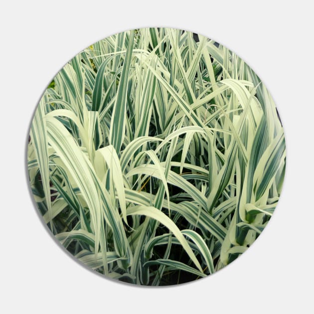 Tall Grass with White Stripes Photo Pin by EdenLiving