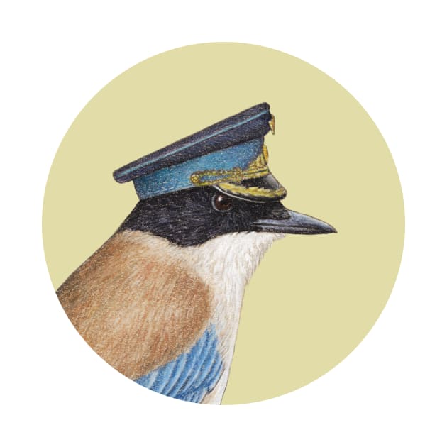 Azure-winged magpie by Mikhail Vedernikov