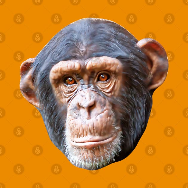 Cute Chimpanzee's face by dalyndigaital2@gmail.com