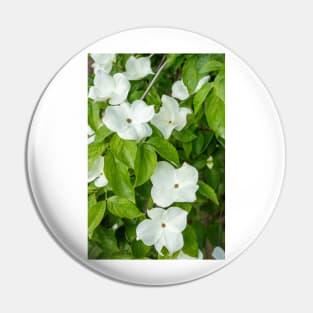 White Dogwood Flowers. Pin