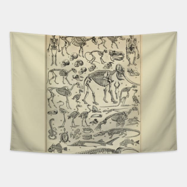 Skeletal Anatomy Tapestry by bluespecsstudio