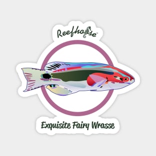 Exquisite Fairy Wrasse Magnet