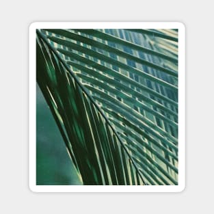 Tropical Palm Tree Leaf Magnet