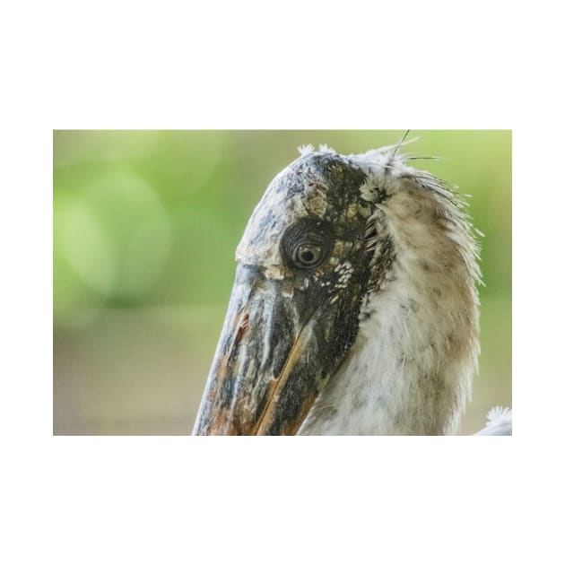 Up close with Wood stork by KensLensDesigns