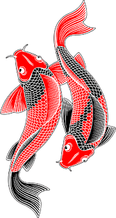 ornamental carp fish Magnet